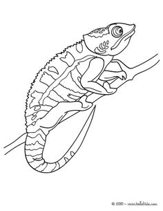 chameleon drawing google search animal coloring pages coloring books pattern drawing lizards