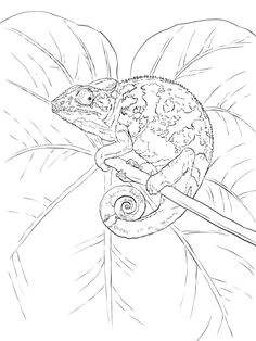 common chameleon coloring page blank coloring pages free printable coloring pages coloring books