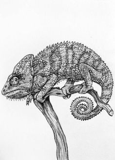 original pencil drawing chameleon 19 by rachelledyer on etsy