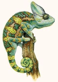 bigood le cameleon calyptratus