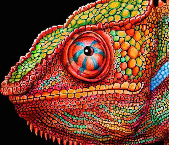 chameleon 3 colored pencil drawing signed by by timjeffsart