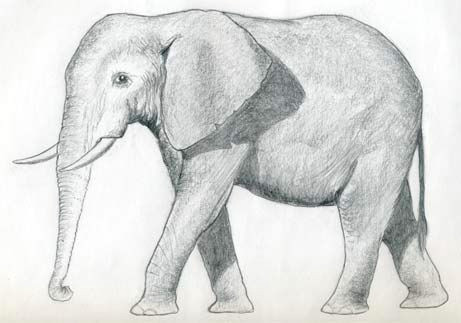 how to draw an elephant walt use our pencil to sketch consider shadows when drawing and use basic shapes to create a detailed drawing