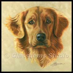 golden retriever by wildlife and colored pencil artist gemma gylling