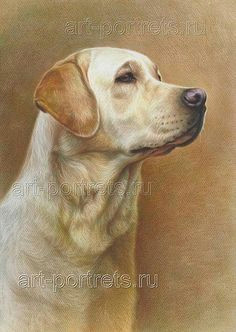 labrador drawings portrait of a dog pale yellow labrador retriever drawn by artist igor kazarin