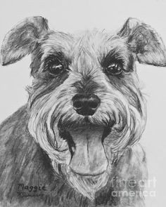 print of kate sumner s original charcoal drawing maggie of a smiling happy schnauzer ready to play schnauzers are known for their spunk and this lit