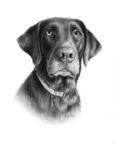 dog portrait custom pet drawing in charcoal personalized animal portrait of dog dog lover gift from your photo realistic dog portrait