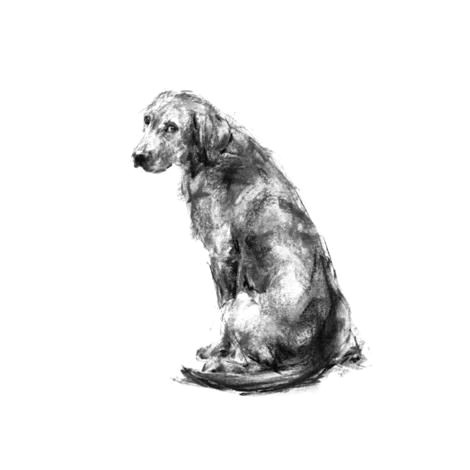 labrador sitting sketch print