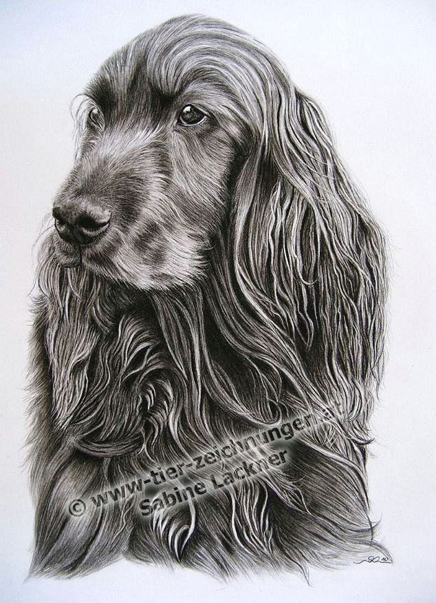 twinkling hundeportrait hundezeichnung in kohle von sabine lackner dogportrait dogpainting in charcoal by sabine lackner tierzeichnung tierportrait