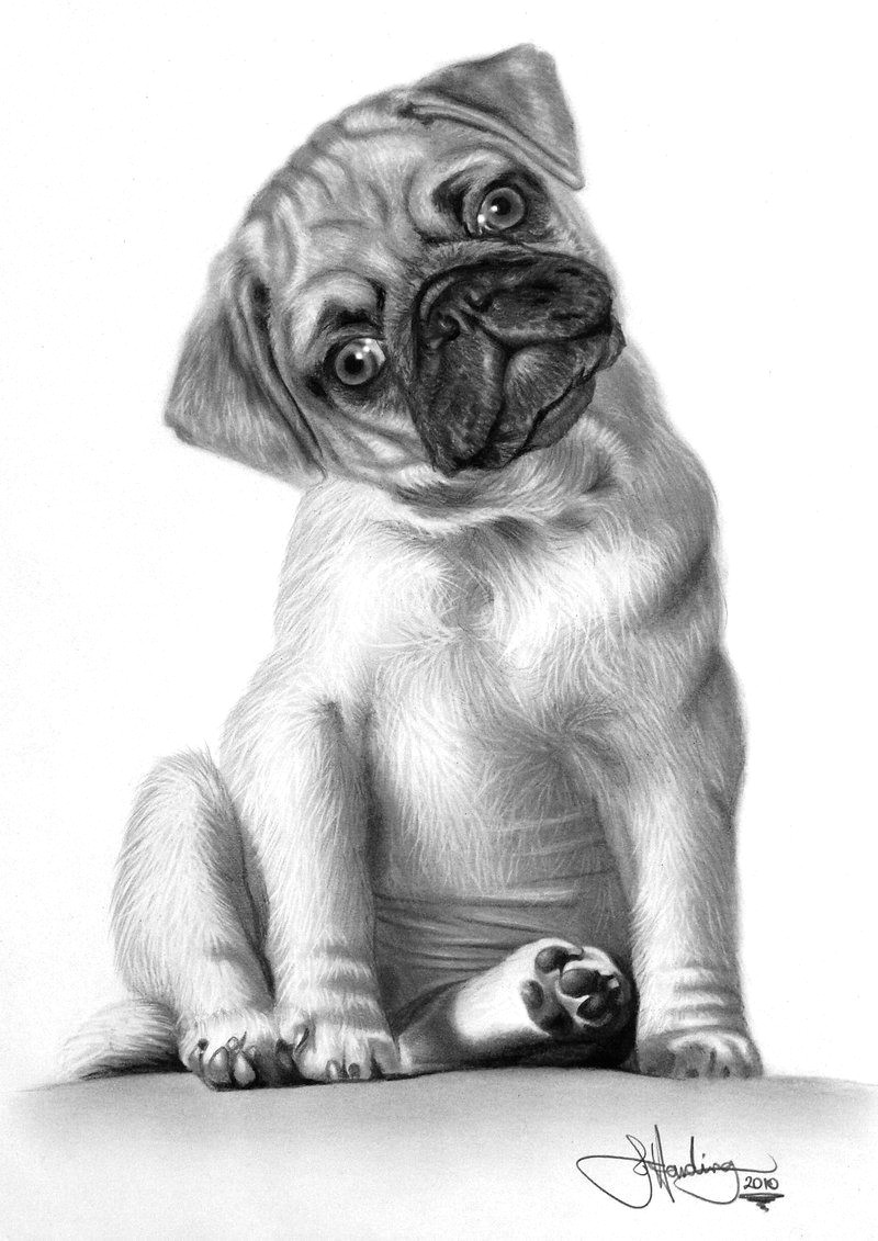 animal art dog pencil drawings