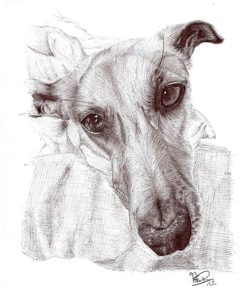 cadejo greyhound art italian greyhound lurcher dog portraits pastel art dog