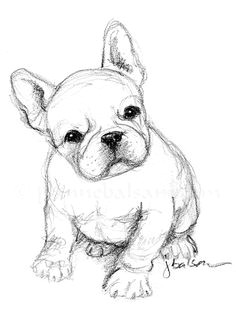 just a quick sketch of a french bulldog puppy on a sunday afternoon simple in 2b pencil visit me on etsy at jbalsamfrenchieart