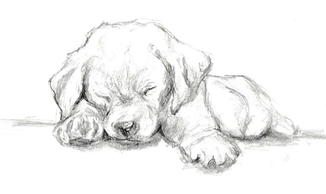 discover ideas about sketches of dogs