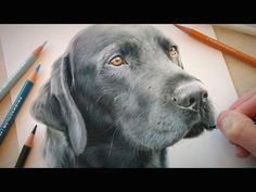 drawing subscribers pets 1 a benthe mixed breed dog from holland speed draw jasmina susak