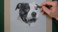 how to draw a dog charcoal pit bull portrait time lapse