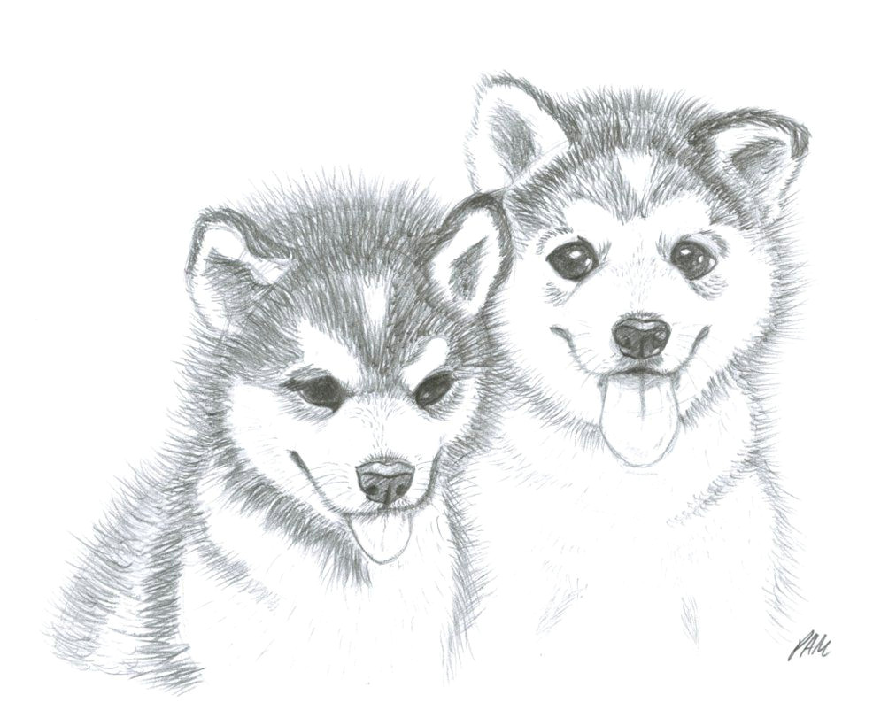 image result for husky puppy drawing