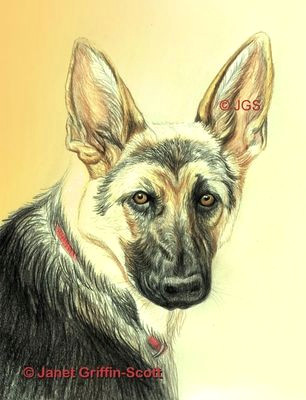 tute german shepherd dog drawing in colored pencil