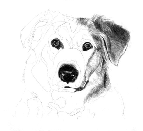 how to draw a dog free graphite art lesson