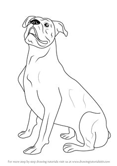 learn how to draw a boxer dog farm animals step by step drawing tutorials