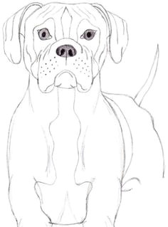 how to draw a dog boxer