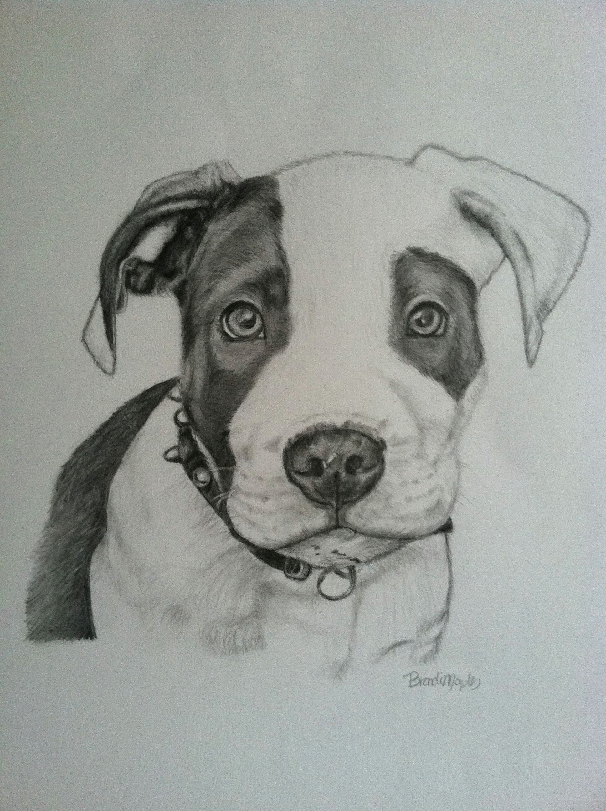 pit bull puppy graphite pencil