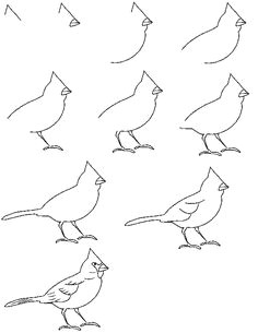 how to draw a bird step by step easy with pictures
