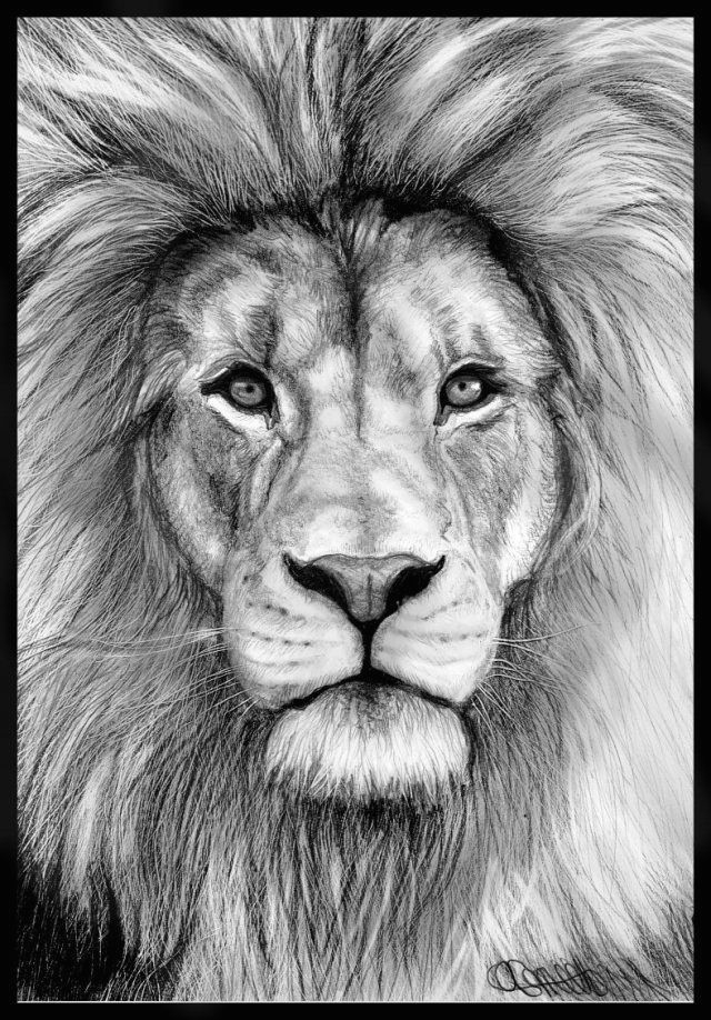 realistic drawings of animals 42 incredibly realistic and adorable pencil illustrations of animals