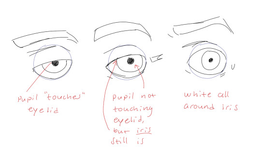 pupils and irises the placement of the iris and pupil in relation to the eyelids is very important the less of the white you see the more relaxed the