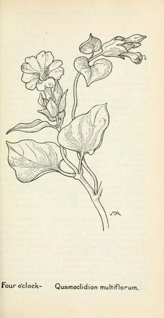 field book of western wild flowers