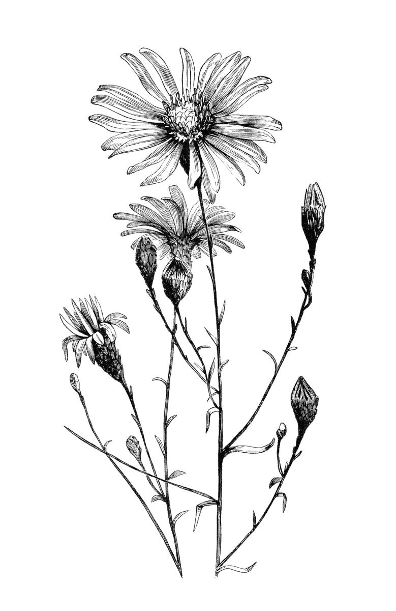 aster flower free vintage clip art image