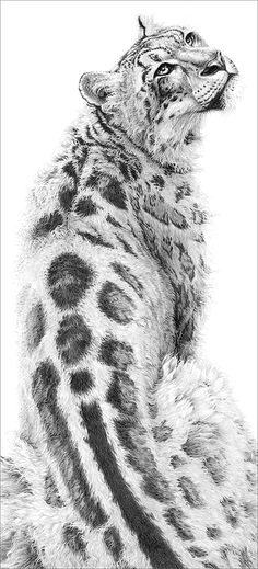 wild cat drawings by gary hodges snow leopard drawing snow leopard tattoo amazing art