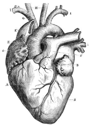 Drawing A Heart In Illustrator Diagram Of A Human Heart for Kids In 2019 Things I Like