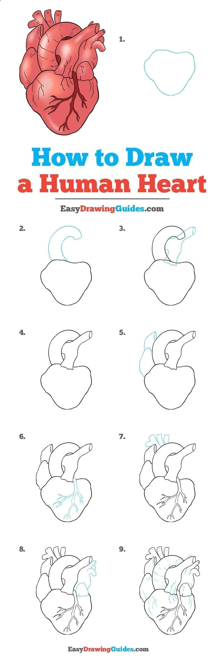 learn how to draw a real heart easy step by step drawing tutorial for kids and beginners realheart humanheart drawingtutorial easydrawing see the full