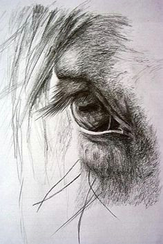 design to draw it s in their eyes some of my favorite photos are the ones i take of a horses eye design to draw source it s in their eyes some of my