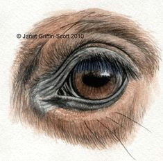 how can you draw horse eyes with colored pencils