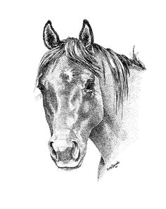 gentle eye horse renee forth fukumoto horse drawings animal drawings ink drawings