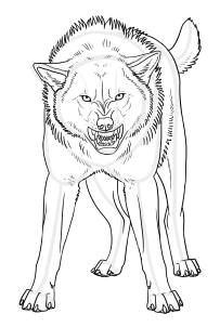 how to draw an angry wolf step 21 repinned by luis navas