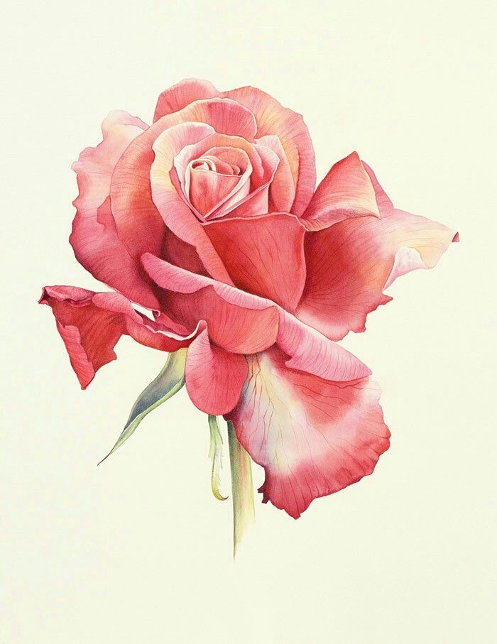 water color painting rose