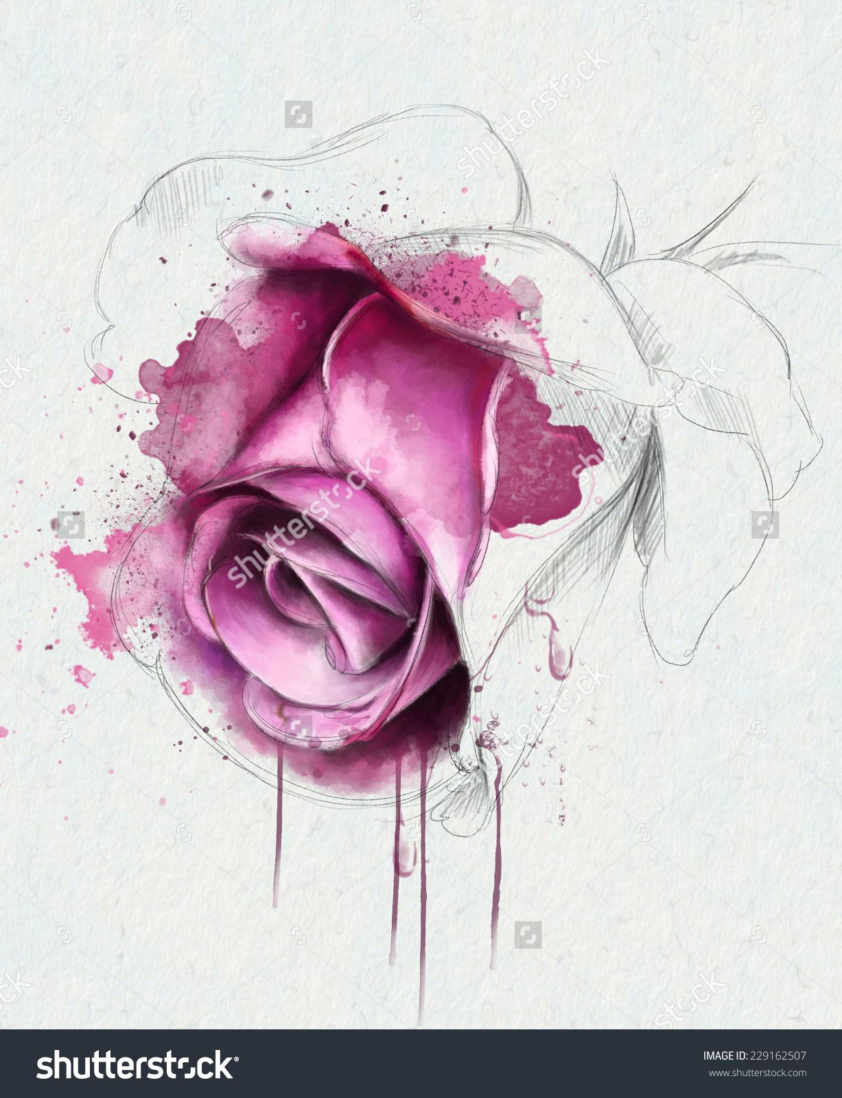 watercolor rose google zoeken