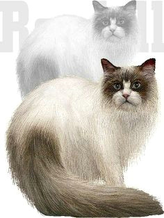 ragdoll cat clip art bing images