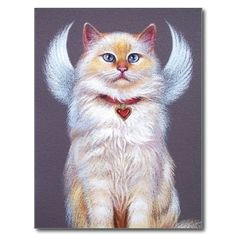 valentines angel ragdoll cat post cards white ragdoll cat ragdoll cats kitty