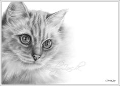 ragdoll cat sadia cute little dogs kinds of cats animal drawings art drawings