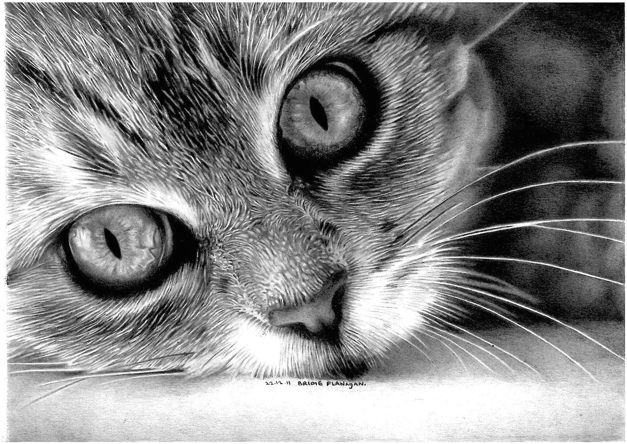 d d n n n d d d d d dod vk realistic cat drawing kitten drawing pencil drawing inspiration animal