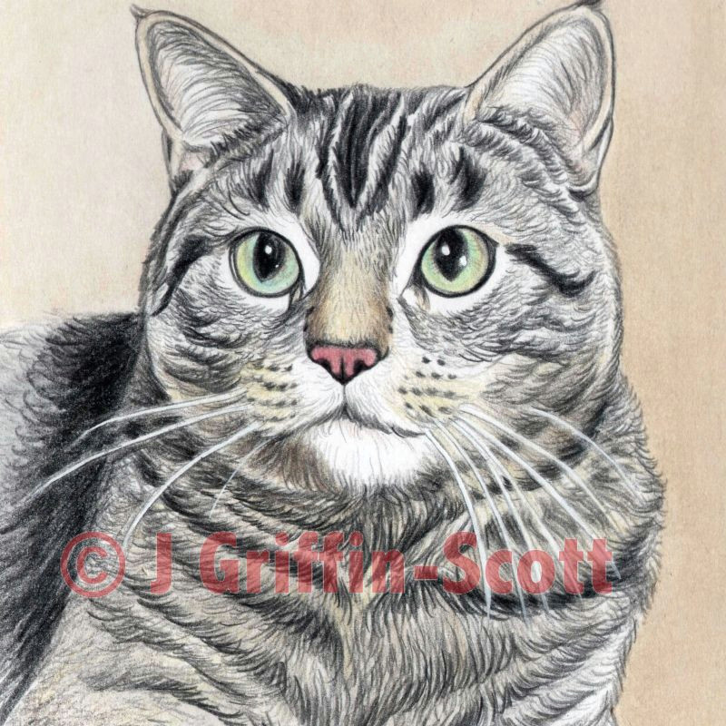 cat drawing in colored pencil