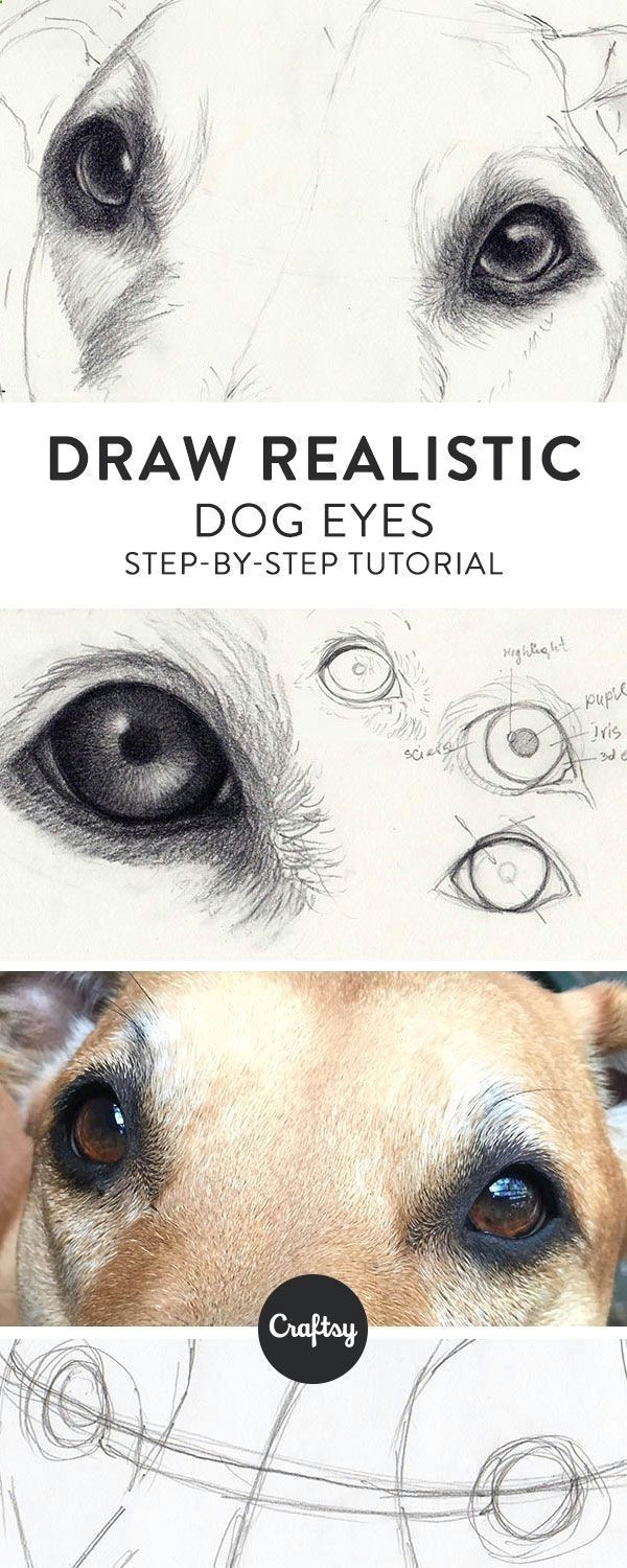 drawing pencil portraits drawing a realistic dog starts with the eyes learn about the structure of a dog s eye and get a step by step tutorial f