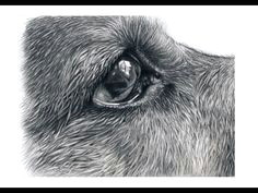 how to draw german shepherd eyes youtube dog drawing tutorial graphite drawings dog