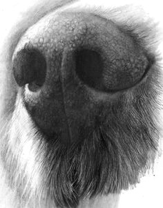 drawing a realistic dog nose a onlypencil drawing tutorials pencil portrait drawing dog pencil drawing