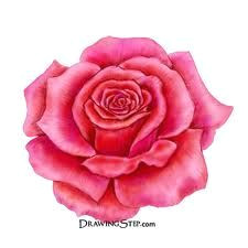 simple rose drawing
