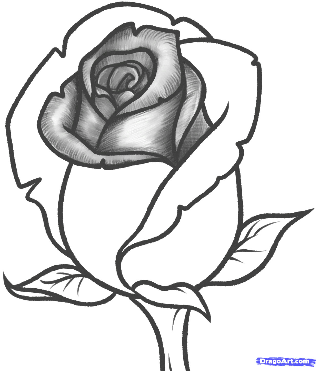 rose drawing