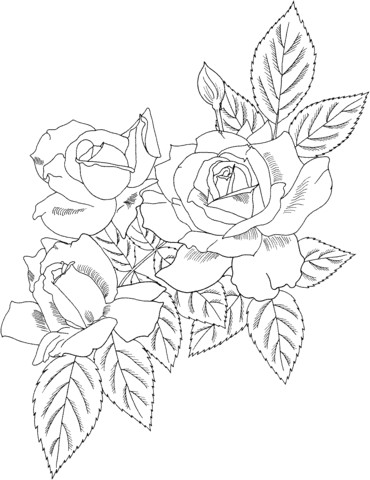 Drawing A Rose Bush Cecile Brunner or Polyantha Rose Bush Coloring Page Flowers