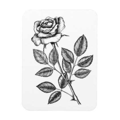 rose drawing 2 magnet drawing sketch design graphic draw personalize